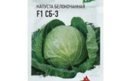 Hybride rustique mi-saison de chou SB 3 F1