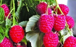 Quand est-il préférable de planter des framboises dans la voie du milieu - au printemps ou à l'automne