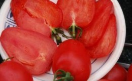 Variété de tomate 