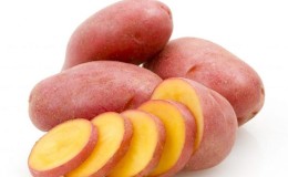 Pomme de terre mi-précoce «Rodriga» à gros tubercules roses