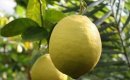Une variété de citron sans prétention pour prendre soin de Jubilee pour les fleuristes débutants