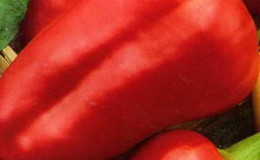 Variété de poivron 