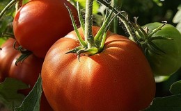 Une variété de tomates qui ne vous décevra certainement pas - Tomate 