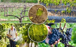 Guide de soin du raisin d'août et conseils de vignerons expérimentés