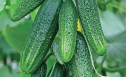 Hybride précoce de concombres 