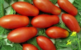 Pourquoi les jardiniers aiment tant la tomate Delicacy et comment la cultiver sur votre parcelle, après avoir reçu une récolte abondante