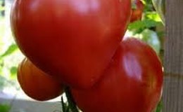Un cadeau aux agriculteurs des éleveurs russes: la tomate Velmozha est une variété à maturation précoce avec une récolte abondante
