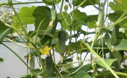 Comment planter des concombres dans une serre en juillet et est-il possible de le faire