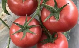 Pourquoi l'hybride hollandais 