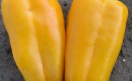 Piment hybride hollandais 