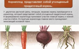 Nous analysons la structure du système racinaire des carottes - quelles sont ses caractéristiques