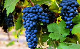 Cépage précoce à peau foncée 