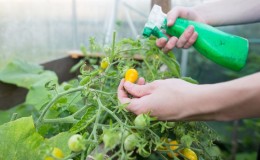 Comment et pourquoi pulvériser des tomates avec du sérum à l'iode: une recette pour une solution et des instructions pour le traitement