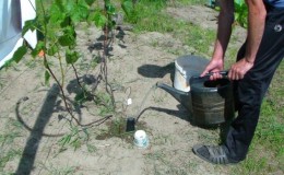 Comment et comment nourrir les raisins en juin