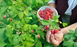 Guide d'entretien des framboises après la récolte de juillet