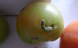 Nous combattons les ravageurs facilement et efficacement: comment traiter les tomates vermifuges pour sauver votre récolte