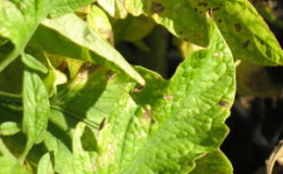 Un problème courant pour les résidents d'été: les feuilles des tomates jaunissent - que faire et comment l'éviter?