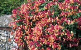 Chèvrefeuille grimpant décoratif - culture, reproduction et entretien