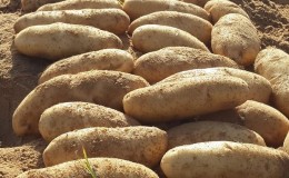 De quel type de pomme de terre 