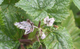 Comment traiter la floraison blanche sur les feuilles de cassis: produits chimiques et remèdes populaires
