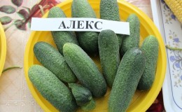 Rencontrez l'hybride de concombre Alex F1 et apprenez à le cultiver correctement