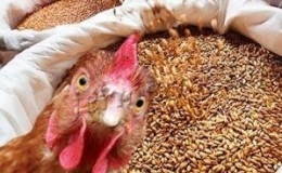 Est-il possible de donner du seigle aux lapins, poulets, porcs et vaches