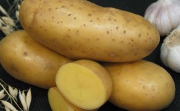 Variété à maturation précoce 