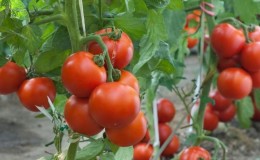 Pourquoi tout le monde aime-t-il autant la tomate Dachnik?