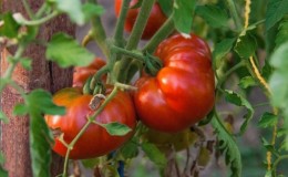 Une variété résistante aux conditions météorologiques difficiles - la célèbre tomate Pride of Siberia