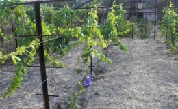 Cépages et production indépendante de treillis de raisin