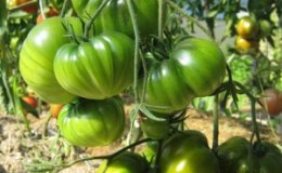 Une variété au goût exotique et à l'apparence étonnante - la tomate 