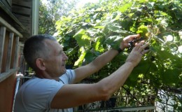 Quels soins du raisin sont nécessaires en juin et comment les effectuer correctement