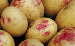 Variété de pomme de terre productive, sans prétention et résistante aux maladies 