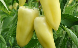 Comment faire pousser du poivron 