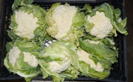 Les meilleures façons de garder le chou-fleur pour l'hiver à la maison