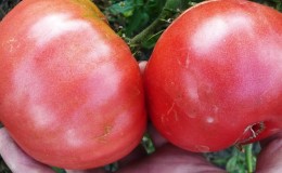Une excellente variété pour les amateurs de tomates douces à gros fruits - la tomate Pink Giant