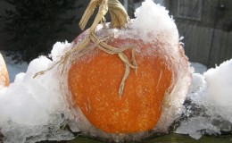 Est-il possible de congeler une citrouille tout en conservant le maximum de propriétés utiles: nous étudierons toutes les options possibles et choisirons la meilleure