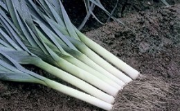 Instructions étape par étape: comment faire pousser des plants de poireaux