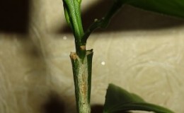 Comment planter correctement un citron à la maison pour qu'il ne fasse pas mal et ne porte pas de fruits