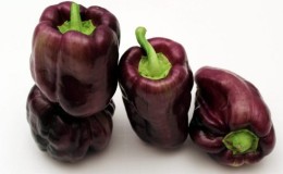 Variété inhabituelle aux fruits violets - Big Papa pepper et les nuances de sa culture