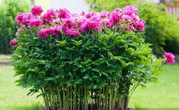 Instructions étape par étape pour planter des pivoines en été dans le sol pour les fleuristes débutants