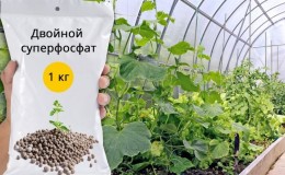 L'utilisation de superphosphate pour fertiliser les concombres dans le jardin et dans la serre