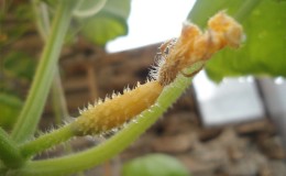 Que faire si les ovaires de concombre jaunissent dans la serre