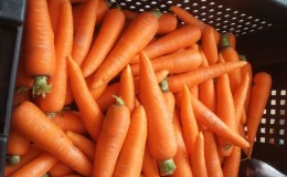 Que faire si les carottes ne sont ni sucrées ni juteuses et pourquoi cela se produit