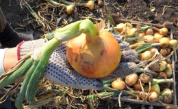 Variétés d'hiver d'ensembles d'oignons à planter avant l'hiver
