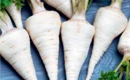 Pourquoi le persil racine est bon et pourquoi il vaut la peine de le cultiver