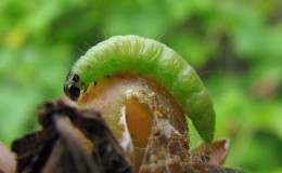 Qui mange des groseilles à maquereau et comment lutter contre les ravageurs