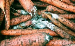 Que faire si les carottes pourrissent pendant le stockage et pourquoi cela se produit