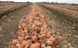 Quel est le rendement en oignons par hectare et comment l'augmenter