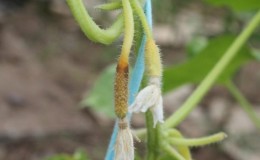 Pourquoi les ovaires de concombre jaunissent-ils et que faire pour sauver la récolte